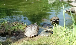 Die Amerikanische Gelbwangenschmuckschildkröte wird in Kärnten zum Problem.