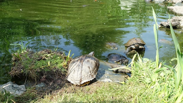Die Amerikanische Gelbwangenschmuckschildkröte wird in Kärnten zum Problem.