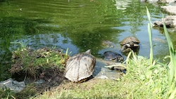 Die Amerikanische Gelbwangenschmuckschildkröte wird in Kärnten zum Problem.