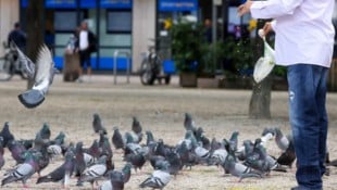Werden Tauben gefüttert, vermehren sie sich schneller. Eine Überpopulation zieht viele Probleme ...