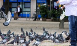 Werden Tauben gefüttert, vermehren sie sich schneller. Eine Überpopulation zieht viele Probleme ...