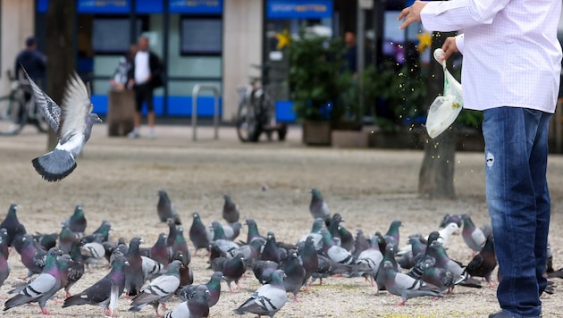 Werden Tauben gefüttert, vermehren sie sich schneller. Eine Überpopulation zieht viele Probleme ...