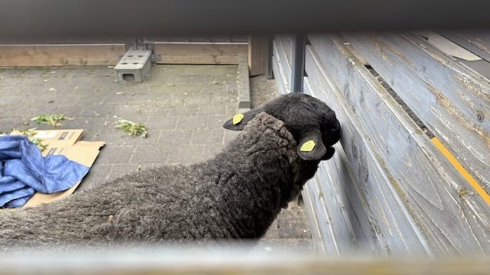 Das überlebende Schaf wurde wieder zu seiner Herde gebracht.