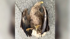 Der Seeadler überlebte den heimtückischen Anschlag nicht. 