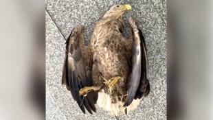 Der Seeadler überlebte den heimtückischen Anschlag nicht. 