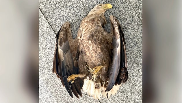 Der Seeadler überlebte den heimtückischen Anschlag nicht. 