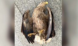 Der Seeadler überlebte den heimtückischen Anschlag nicht.