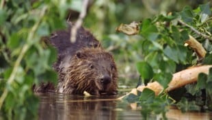 Die Ausbreitung des Bibers sorgt für Konfliktpotenzial.
