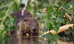 Keine besonders große Freude an den possierlichen Tierchen hat Josef Moosbrugger.