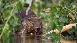 Die Ausbreitung des Bibers sorgt für Konfliktpotenzial.