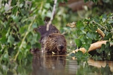Die Ausbreitung des Bibers sorgt für Konfliktpotenzial.