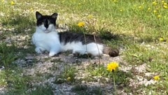 Aktiver Tierschutz: Das Projekt des Landes lindert Leid bei Streunerkatzen (Symbolbild).