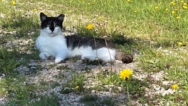 Aktiver Tierschutz: Das Projekt des Landes lindert Leid bei Streunerkatzen (Symbolbild).
