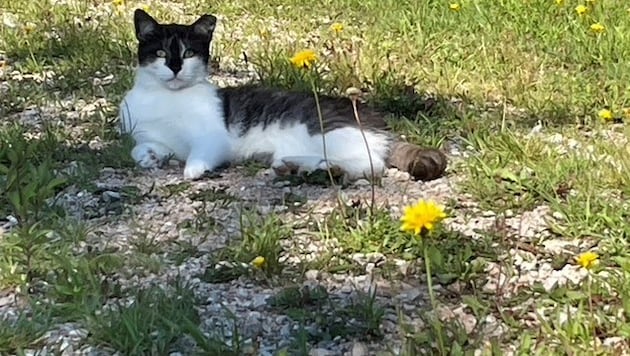Aktiver Tierschutz: Das Projekt des Landes lindert Leid bei Streunerkatzen (Symbolbild).