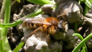 Der Lebensraum der Wildbienen wird durch Pestizide, intensive Landwirtschaft, Klimaveränderungen ...