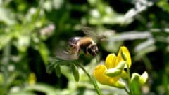 Zum ersten Mal in der Geschichte stehen Wildbienen auf der Liste der gefährdeten Arten in der ...