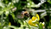 Zum ersten Mal in der Geschichte stehen Wildbienen auf der Liste der gefährdeten Arten in der ...