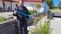 Zwettls Feuerwehrkommandant-Stellvertreter Mario Steinbauer bei der Rettung der Schlange.