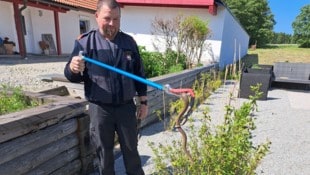 Zwettls Feuerwehrkommandant-Stellvertreter Mario Steinbauer bei der Rettung der Schlange.