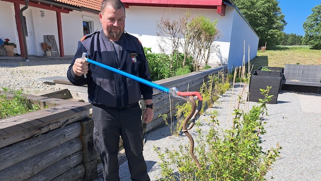 Zwettls Feuerwehrkommandant-Stellvertreter Mario Steinbauer bei der Rettung der Schlange.
