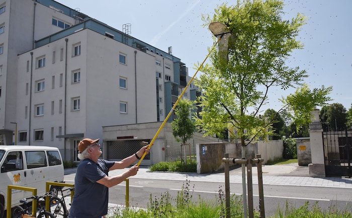 Zwei schwärmende Bienenvölker ließen sich in St. Pölten nieder. Imker Karl Tanzberger konnte sie ...