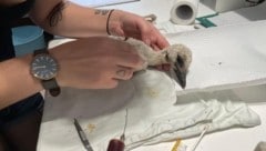 Der kleine Storch ist jetzt in Haringsee.