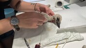 Der kleine Storch ist jetzt in Haringsee.