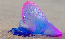 Auf der spanischen Insel Menorca haben Badegäste eine Portugiesische Galeere entdeckt ...