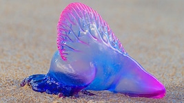 Auf der spanischen Insel Menorca haben Badegäste eine Portugiesische Galeere entdeckt ...