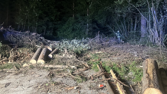 In diesem Wald wurde das Lagerfeuer entzündet.