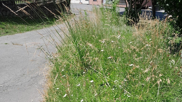 Hier wuchert, was nicht wuchern soll.