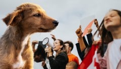 Eine Demo in Wien soll auf das Leid von Streunerhunden aufmerksam machen.