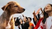 Eine Demo in Wien soll auf das Leid von Streunerhunden aufmerksam machen.