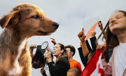Eine Demo in Wien soll auf das Leid von Streunerhunden aufmerksam machen.
