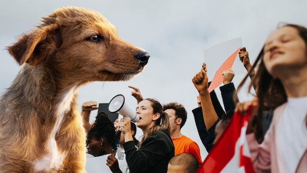 Eine Demo in Wien soll auf das Leid von Streunerhunden aufmerksam machen.