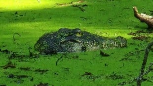 Krokodilsattrappe im Tümpel nahe dem Bodensee