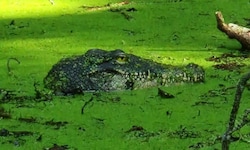 Krokodilsattrappe im Tümpel nahe dem Bodensee