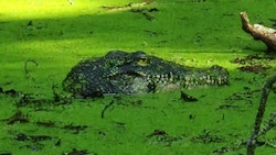 Krokodilsattrappe im Tümpel nahe dem Bodensee