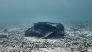 Auf der spanischen Mittelmeerinsel Mallorca ist am Sonntag ein Stechrochen gesichtet worden ...