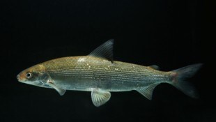 Das Felchen war einst der Brotfisch der Bodensee-Fischer.