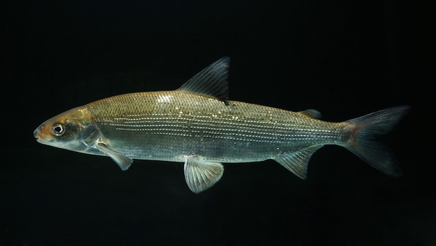 Das Felchen war einst der Brotfisch der Bodensee-Fischer.