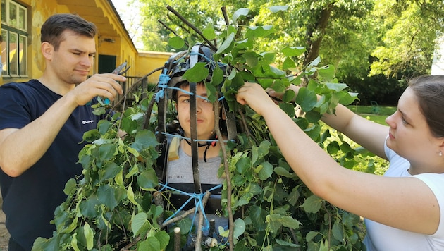 Wenn ein junger Bursch unter einem Blätter-Anzug verschwindet, ist es Pfingsten in ...