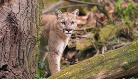 Es wird vermutet, dass es sich bei der gesichteten Großkatze um einen Puma handelt. (Symbolfoto)