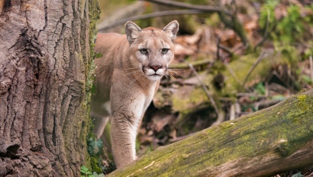 Es wird vermutet, dass es sich bei der gesichteten Großkatze um einen Puma handelt. (Symbolfoto)