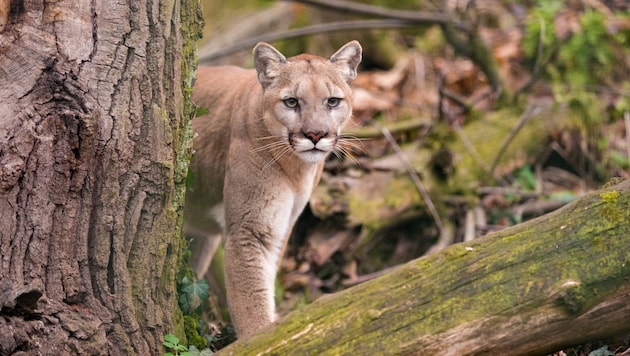 Es wird vermutet, dass es sich bei der gesichteten Großkatze um einen Puma handelt. (Symbolfoto)