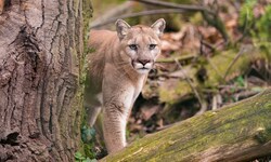 Es wird vermutet, dass es sich bei der gesichteten Großkatze um einen Puma handelt. (Symbolfoto)