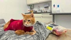 „Petzi“ geht es wieder gut, doch der Verein benötigt dringend Spenden für die Behandlung.