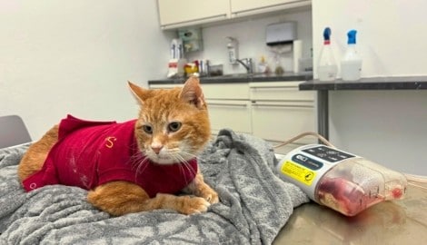 „Petzi“ geht es wieder gut, doch der Verein benötigt dringend Spenden für die Behandlung.
