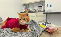 „Petzi“ geht es wieder gut, doch der Verein benötigt dringend Spenden für die Behandlung.