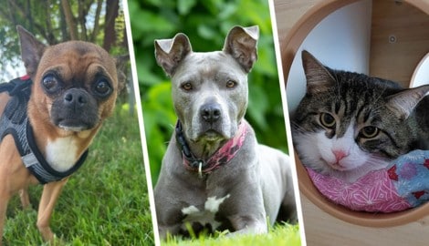 Nicht nur die Hunde Benni und Safira sowie Kater Tony Soprano suchen einen schönen Platz zum ...